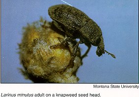 flower weevil, quarter inch long, black with greenish dusting